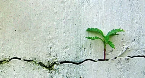 resilience2